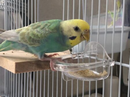 ペレットを食べない！セキセイインコのペレット切り替え成功への道のり