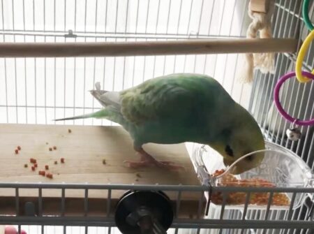 ペレットを食べない！セキセイインコのペレット切り替え成功への道のり